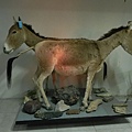 省立博物館 (7).jpg