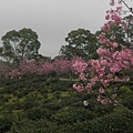 台大茶園河津櫻 (16).JPG