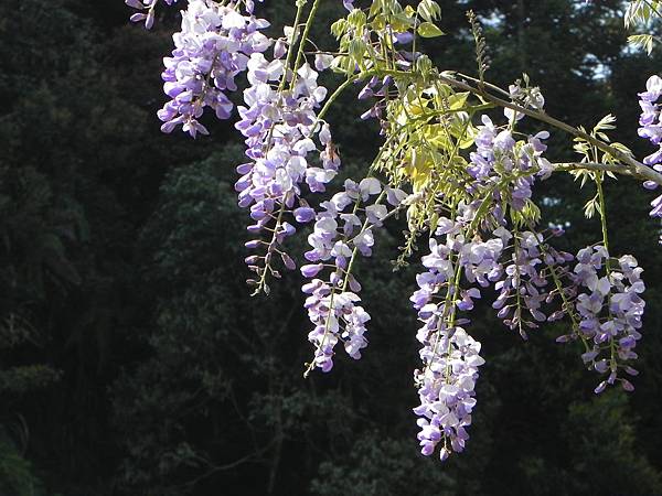 Chinese Wisteria (6).jpg