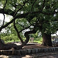 樟樹公巨木 (4).JPG