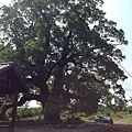 樟樹公巨木 (6).JPG
