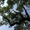 樟樹公巨木 (8).JPG