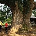樟樹公巨木 (9).JPG