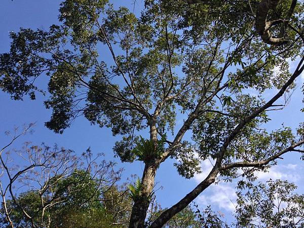 烏來福山 (24).JPG