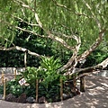 Singapore Botanic Gardens (16).JPG