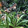 Singapore Botanic Gardens (22).JPG