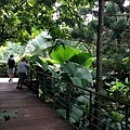 Singapore Botanic Gardens (25).JPG