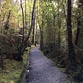 Lake Matheson (13).JPG