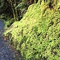 Lake Matheson (21).JPG