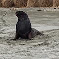 Hooker Sealion (9).JPG