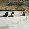 Hooker Sealion (11).JPG