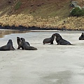 Hooker Sealion (13).JPG