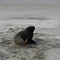 Hooker Sealion (18).JPG