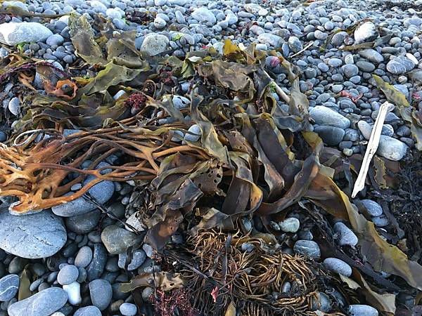 Coast of Kaikoura (3).JPG