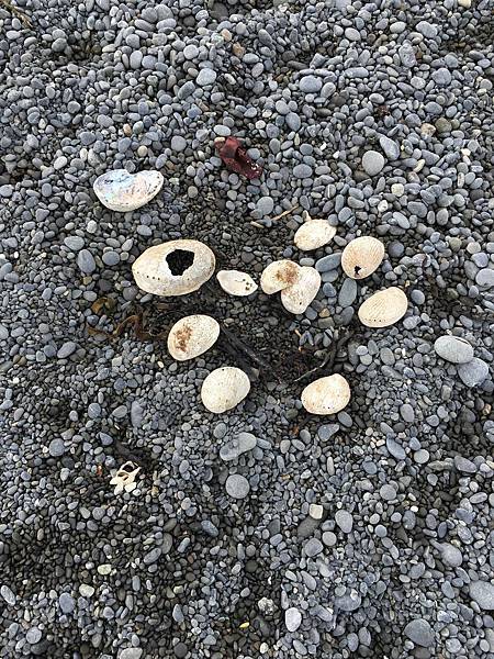 Coast of Kaikoura (10).JPG