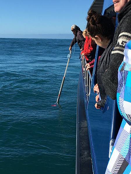 Whale Watch Kaikoura (22).JPG