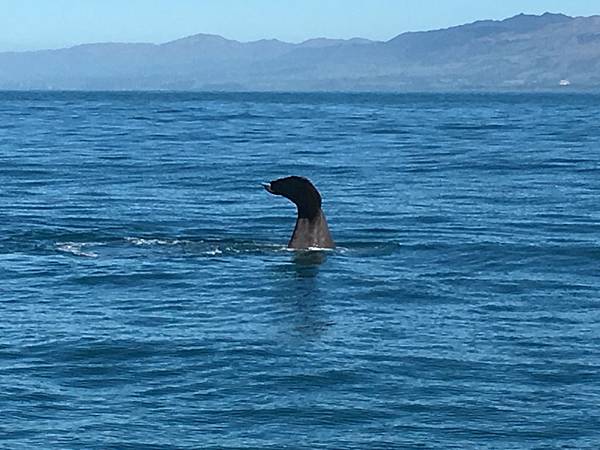 Whale Watch Kaikoura (26).JPG