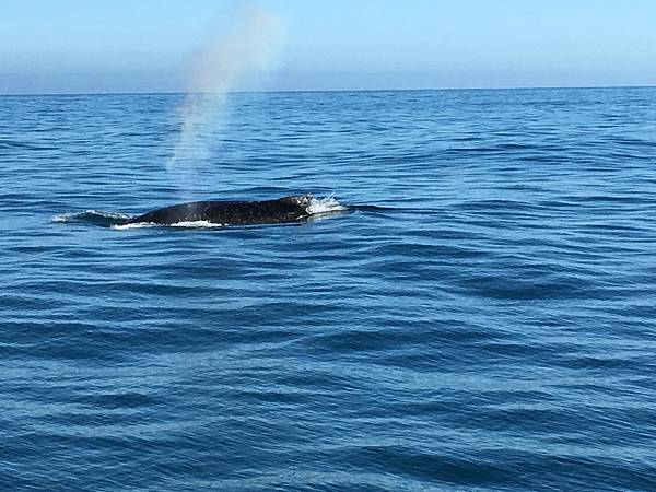 Whale Watch Kaikoura (27).JPG