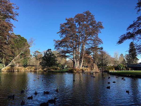  Christchurch Botanic Gardens (14).JPG