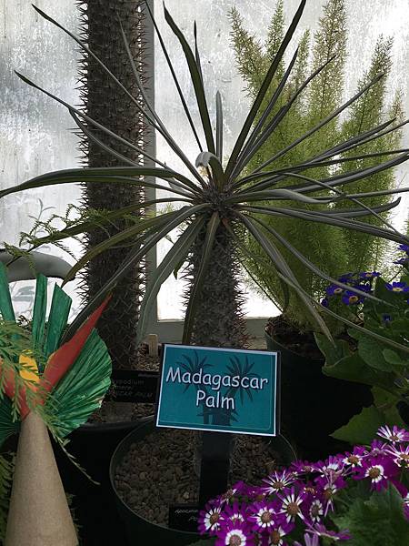  Christchurch Botanic Gardens (22).JPG