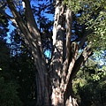 Christchurch Botanic Gardens (49).JPG