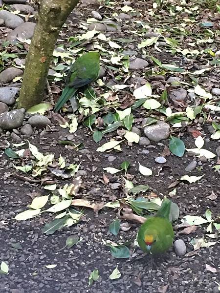  Willowbank Wildlife Reserve (38).JPG