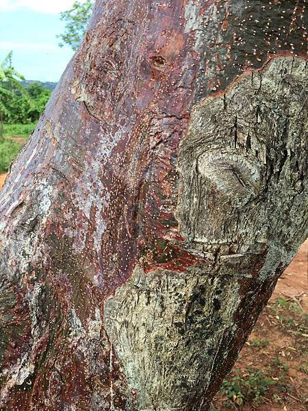 雲尼斯谷健行 (21).JPG