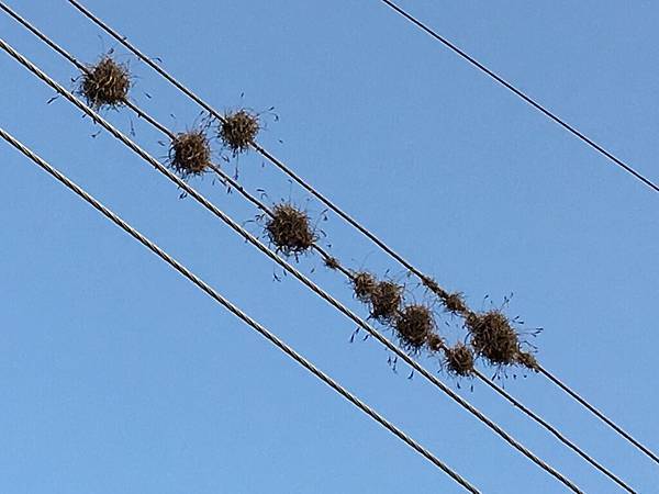 Trinidad街頭巷尾 (10).JPG