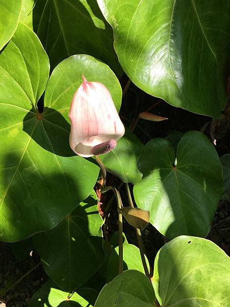 巨石之旅_Jardin (12).JPG