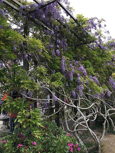 瑞里紫藤花 (14).JPG