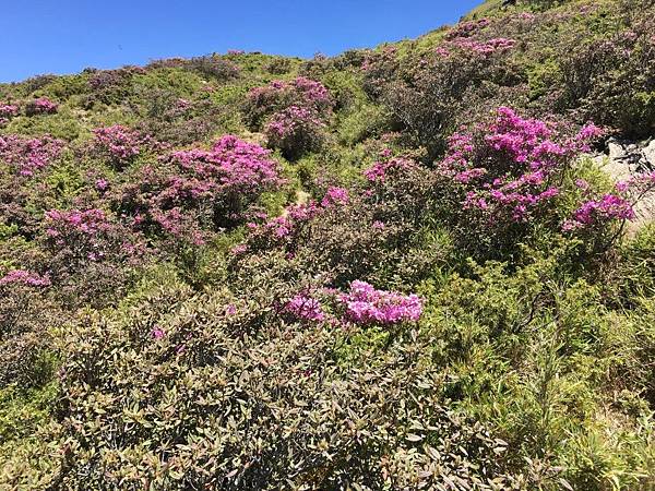 合歡山北峰 (14).JPG