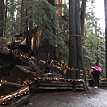  Capilano Suspension Bridge  (23).JPG