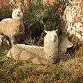 Urubamba 烏魯班巴 (3).JPG