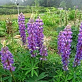 Lupin (1).JPG