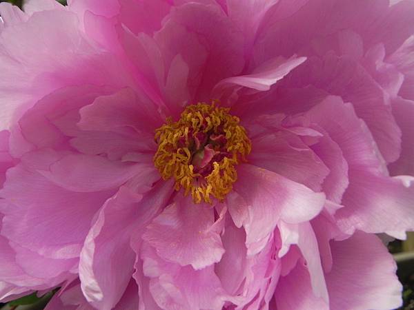 Peony (11).jpg