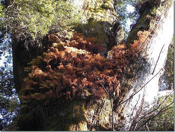 25020323:2011年元旦（二）高山台灣獼猴群、鹿林神木