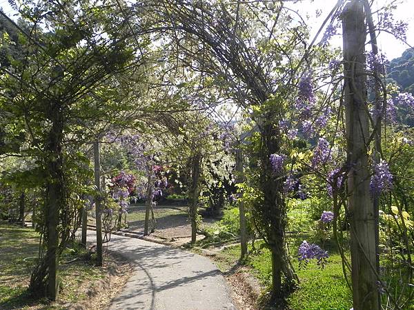 Chinese Wisteria (1).jpg