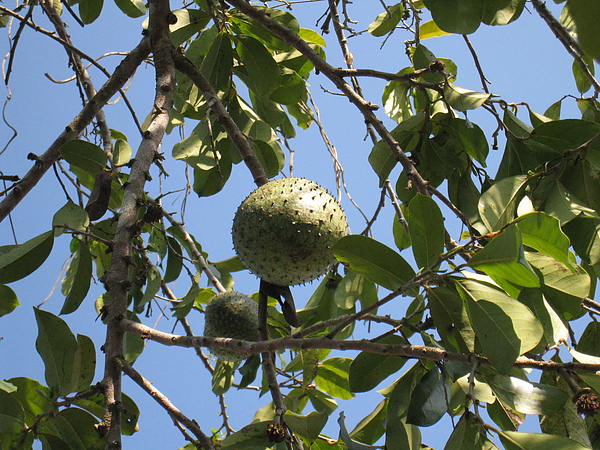 山刺番荔枝 (1).JPG