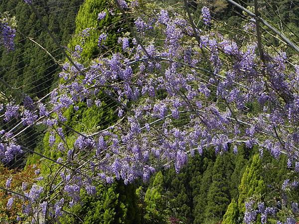 Chinese Wisteria (7).jpg