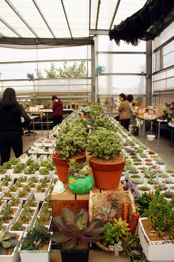 微笑多肉園藝 (20).JPG 微笑多肉園藝 (20).JPG
