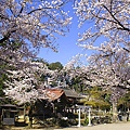 sakura0010_00.jpg