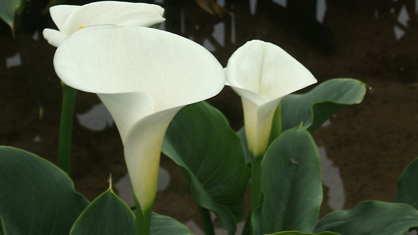 DSCF8785.JPG