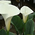 DSCF8785.JPG