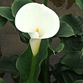 DSCF8786.JPG