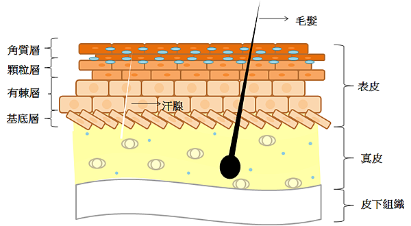 皮膚