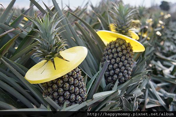 民雄旺萊山 土鳳梨酥 (50)