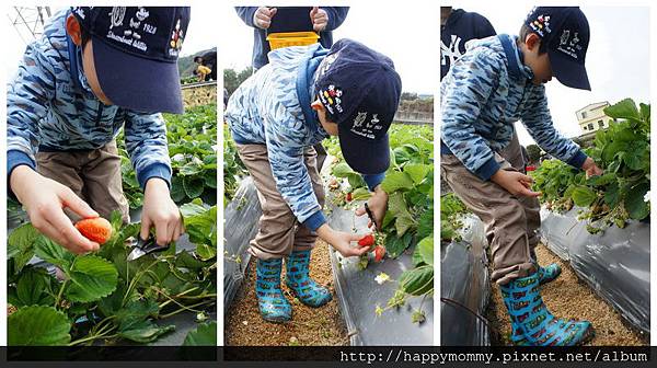 2013.12.28 大班班遊 苗栗採草莓 巧克力雲莊 草莓文化館 (1).jpg