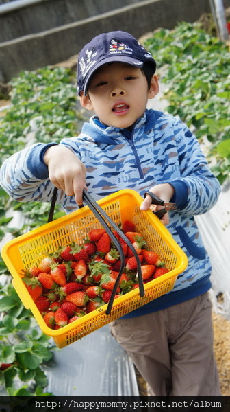 2013.12.28 大班班遊 苗栗採草莓 巧克力雲莊 草莓文化館 (4).JPG