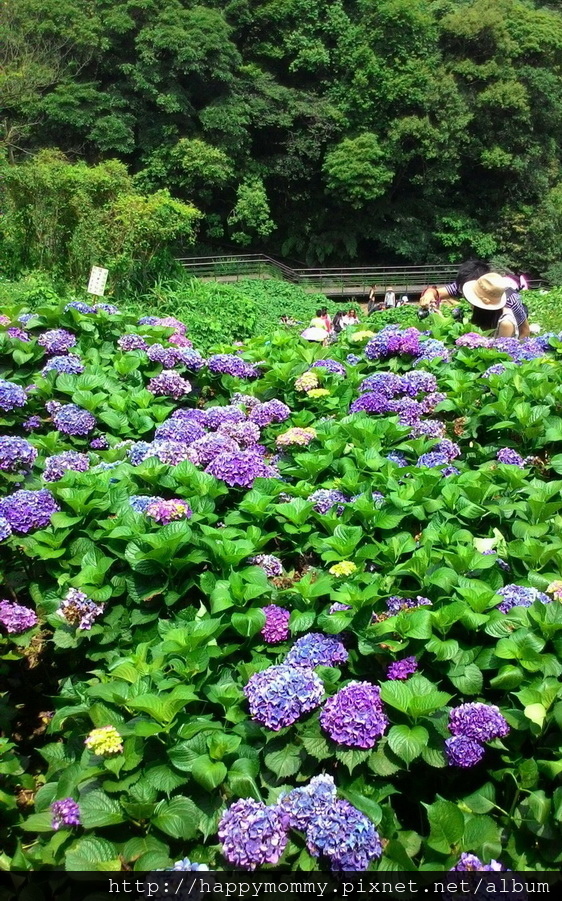 2015.06.14 陽明山竹子湖大梯田賞繡球花 (66).jpg