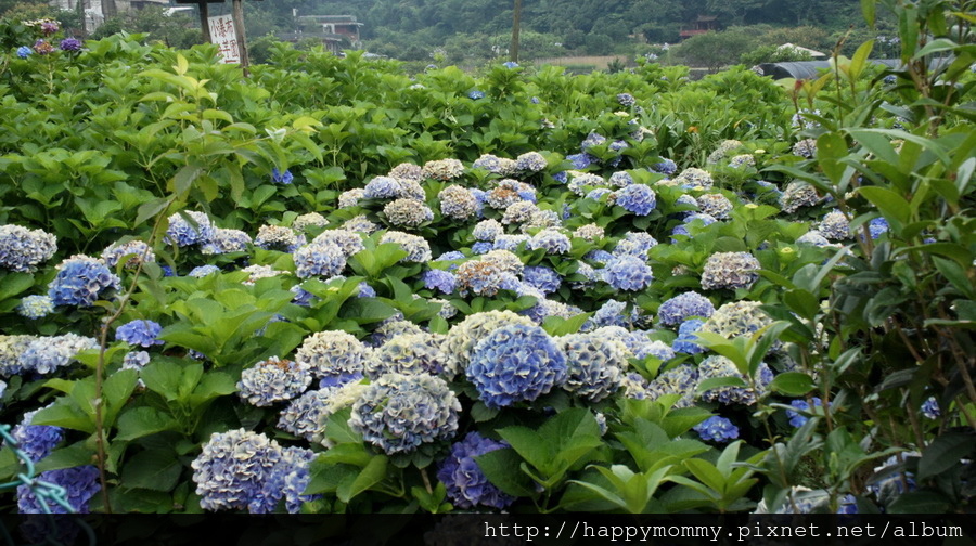 2015.06.14 陽明山竹子湖大梯田賞繡球花 (5).jpg